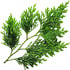Sawara cypress